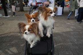代々木公園わんわんカーニバル2016
