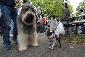 代々木公園わんわんカーニバル2016