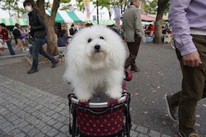 代々木公園わんわんカーニバル2016