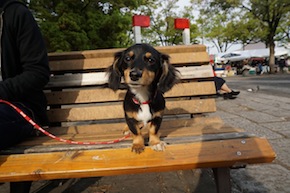 代々木公園わんわんカーニバル2016