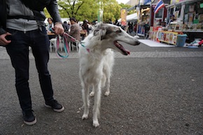 代々木公園わんわんカーニバル2016