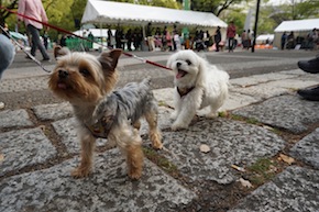 代々木公園わんわんカーニバル2016
