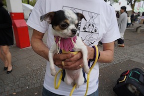 代々木公園わんわんカーニバル2016