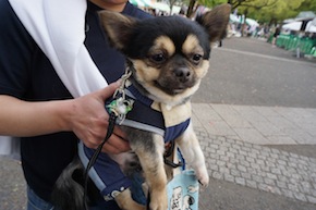 代々木公園わんわんカーニバル2016