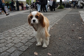 代々木公園わんわんカーニバル2016