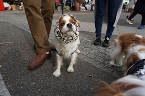 代々木公園わんわんカーニバル2016