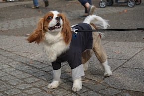 代々木公園わんわんカーニバル2016