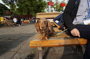 代々木公園わんわんカーニバル2016