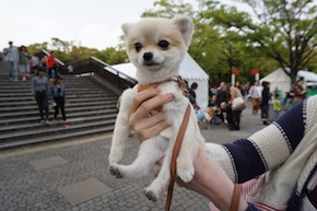 代々木公園わんわんカーニバル2016