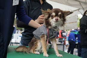 代々木公園わんわんカーニバル2016