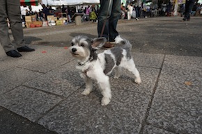 代々木公園わんわんカーニバル2016