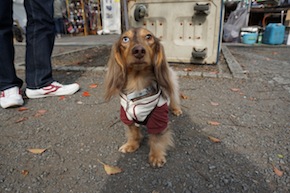 代々木公園わんわんカーニバル2016