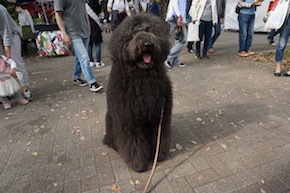 代々木公園わんわんカーニバル2016