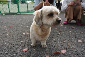 代々木公園わんわんカーニバル2016