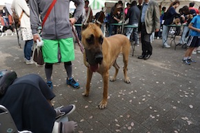 代々木公園わんわんカーニバル2016