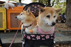 代々木公園わんわんカーニバル2016