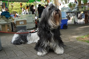 代々木公園わんわんカーニバル2016
