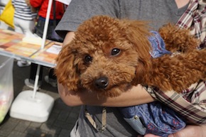 代々木公園わんわんカーニバル2016