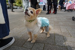 代々木公園わんわんカーニバル2016