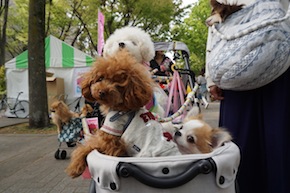 代々木公園わんわんカーニバル2016