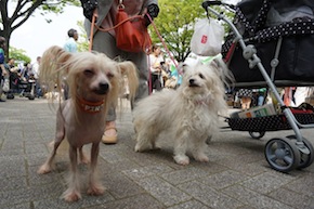 代々木公園わんわんカーニバル2016