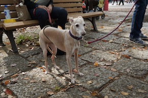 代々木公園わんわんカーニバル2016