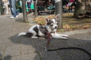 代々木公園わんわんカーニバル2016