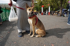 代々木公園わんわんカーニバル2016