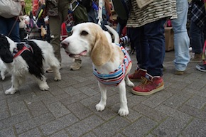 代々木公園わんわんカーニバル2016