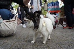 代々木公園わんわんカーニバル2016