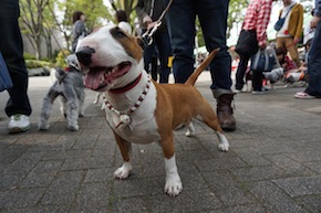代々木公園わんわんカーニバル2016