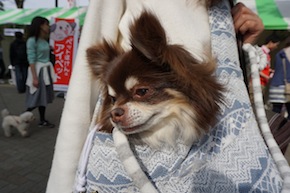 代々木公園わんわんカーニバル2016