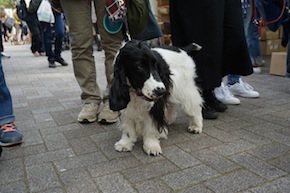 代々木公園わんわんカーニバル2016