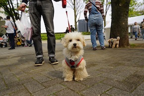 代々木公園わんわんカーニバル2016