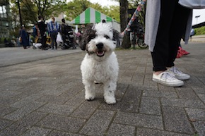 代々木公園わんわんカーニバル2016