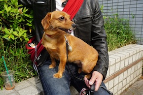 代々木公園わんわんカーニバル2016