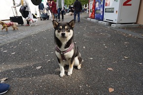 代々木公園わんわんカーニバル2016
