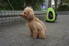 代々木公園わんわんカーニバル2016