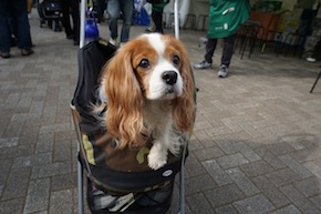 代々木公園わんわんカーニバル2016