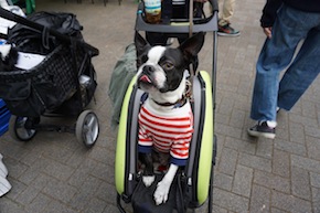 代々木公園わんわんカーニバル2016