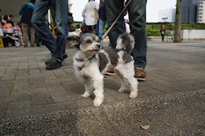 代々木公園わんわんカーニバル2016