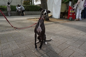 代々木公園わんわんカーニバル2016