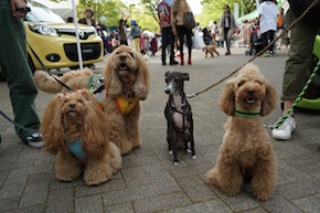代々木公園わんわんカーニバル2016