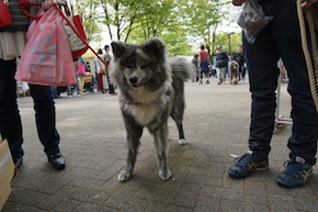 代々木公園わんわんカーニバル2016