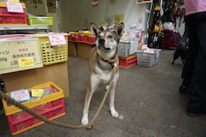 代々木公園わんわんカーニバル2016