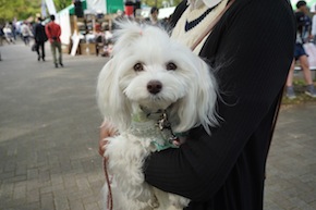 代々木公園わんわんカーニバル2016