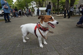 代々木公園わんわんカーニバル2016
