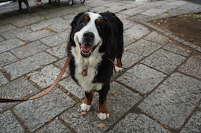 代々木公園わんわんカーニバル2016