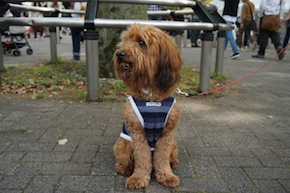 代々木公園わんわんカーニバル2016