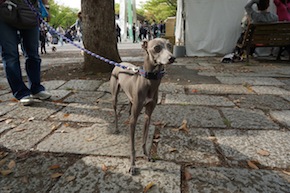 代々木公園わんわんカーニバル2016